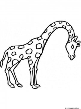 Раскраска Жираф 31 - Бесплатно распечатать