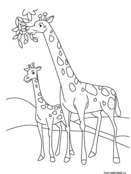 Раскраска Жираф 35 - Бесплатно распечатать