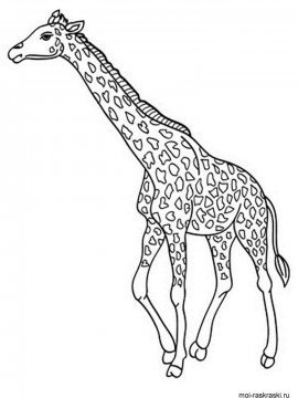 Раскраска Жираф 36 - Бесплатно распечатать