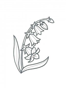 Раскраска Цветок Колокольчик 15 - Бесплатно распечатать