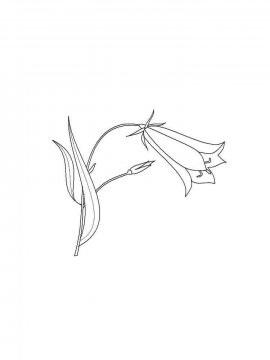 Раскраска Цветок Колокольчик 17 - Бесплатно распечатать