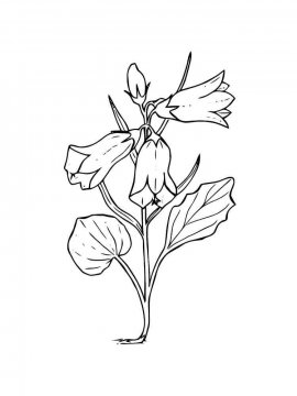 Раскраска Цветок Колокольчик 21 - Бесплатно распечатать