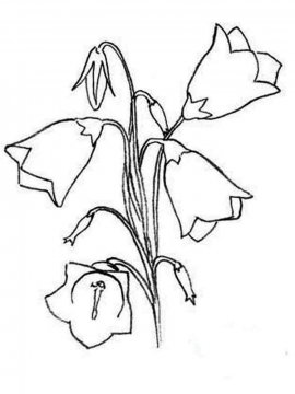 Раскраска Цветок Колокольчик 14 - Бесплатно распечатать