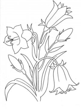 Раскраска Цветок Колокольчик 5 - Бесплатно распечатать