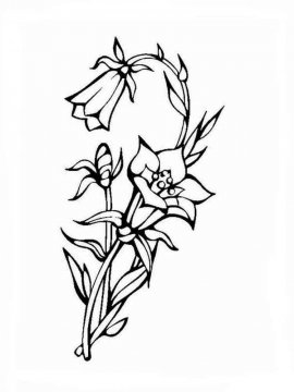 Раскраска Цветок Колокольчик 9 - Бесплатно распечатать
