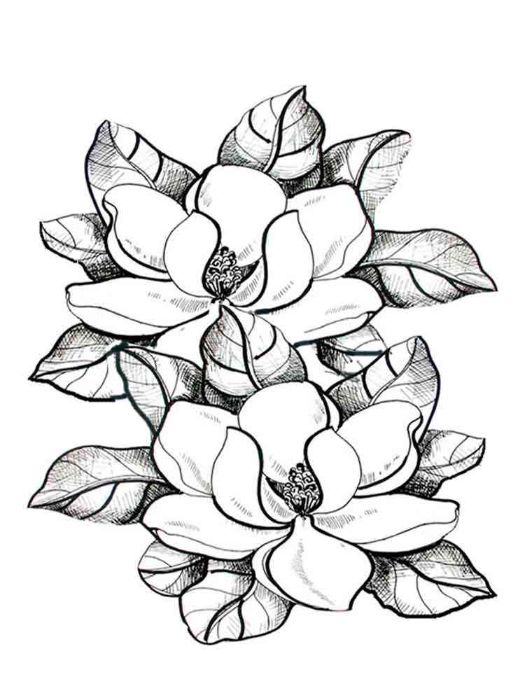 Раскраска цветок Магнолия - распечатать в формате А4
