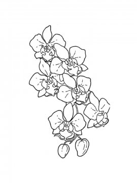 Раскраска Орхидея 18 - Бесплатно распечатать