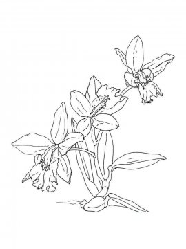 Раскраска Орхидея 27 - Бесплатно распечатать