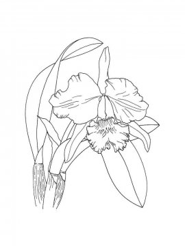 Раскраска Орхидея 28 - Бесплатно распечатать