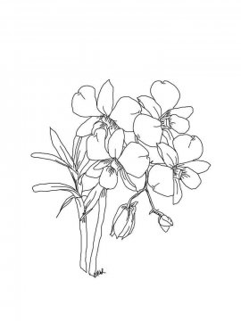 Раскраска Орхидея 29 - Бесплатно распечатать