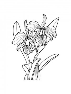 Раскраска Орхидея 30 - Бесплатно распечатать