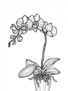 Раскраска Орхидея 32 - Бесплатно распечатать