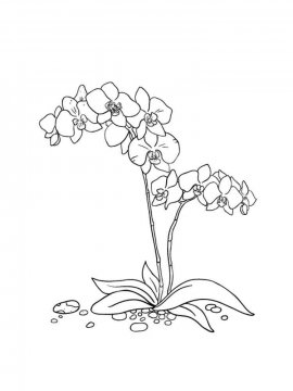 Раскраска Орхидея 19 - Бесплатно распечатать