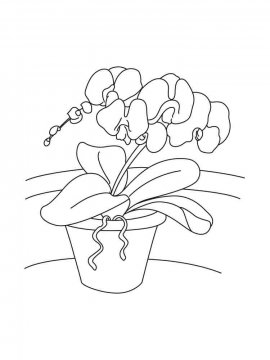 Раскраска Орхидея 20 - Бесплатно распечатать
