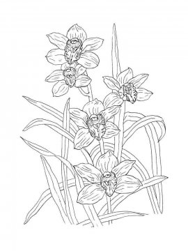 Раскраска Орхидея 22 - Бесплатно распечатать