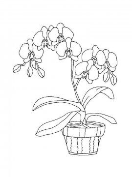 Раскраска Орхидея 23 - Бесплатно распечатать
