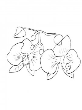 Раскраска Орхидея 24 - Бесплатно распечатать