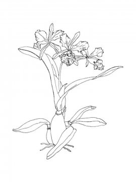 Раскраска Орхидея 25 - Бесплатно распечатать