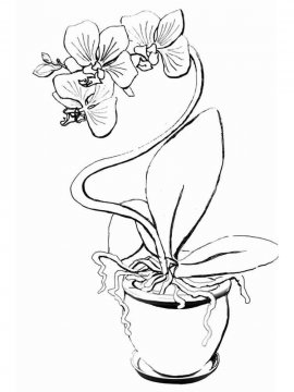 Раскраска Орхидея 1 - Бесплатно распечатать