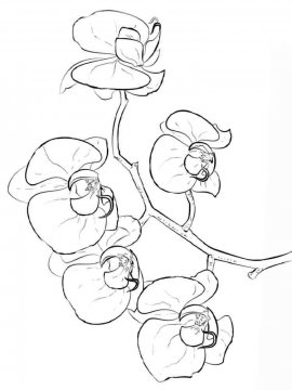 Раскраска Орхидея 10 - Бесплатно распечатать