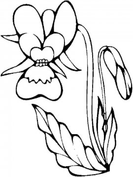 Раскраска Орхидея 11 - Бесплатно распечатать