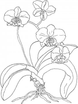 Раскраска Орхидея 14 - Бесплатно распечатать