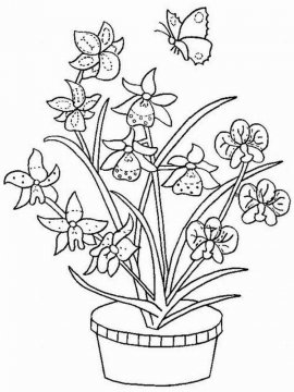 Раскраска Орхидея 15 - Бесплатно распечатать