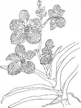 Раскраска Орхидея 16 - Бесплатно распечатать