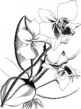 Раскраска Орхидея 17 - Бесплатно распечатать