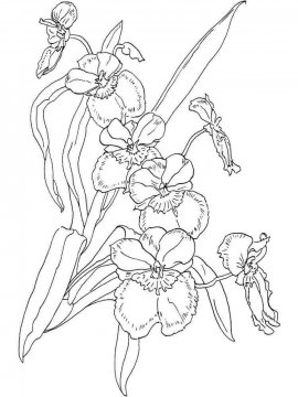 Раскраска Орхидея 2 - Бесплатно распечатать