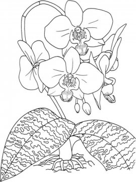 Раскраска Орхидея 3 - Бесплатно распечатать