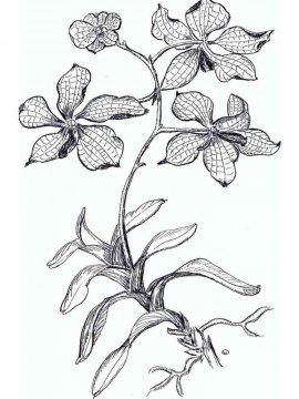 Раскраска Орхидея 4 - Бесплатно распечатать