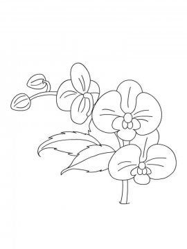 Раскраска Орхидея 5 - Бесплатно распечатать