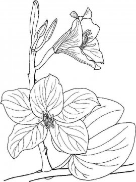 Раскраска Орхидея 6 - Бесплатно распечатать