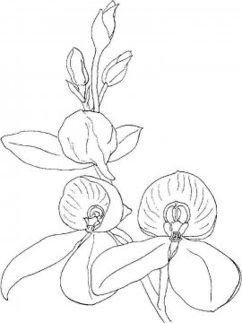 Раскраска Орхидея 7 - Бесплатно распечатать
