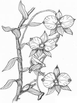 Раскраска Орхидея 8 - Бесплатно распечатать