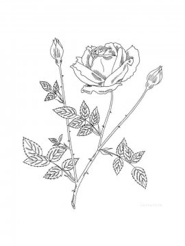 Раскраска Роза 14 - Бесплатно распечатать