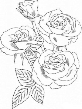 Раскраска Роза 24 - Бесплатно распечатать