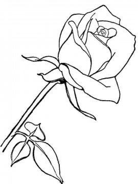Раскраска Роза 33 - Бесплатно распечатать