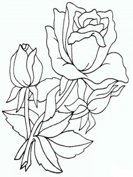 Раскраска Роза 36 - Бесплатно распечатать