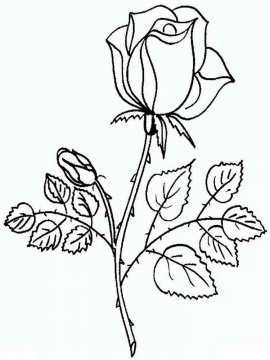 Раскраска Роза 39 - Бесплатно распечатать