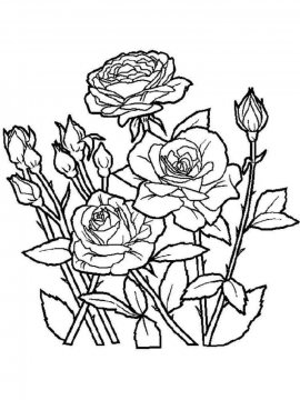 Раскраска Роза 30 - Бесплатно распечатать