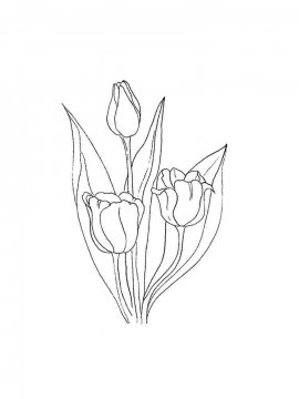 Раскраска Тюльпан 12 - Бесплатно распечатать
