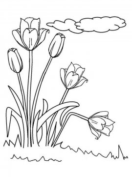 Раскраска Тюльпан 23 - Бесплатно распечатать