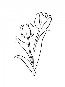 Раскраска Тюльпан 24 - Бесплатно распечатать