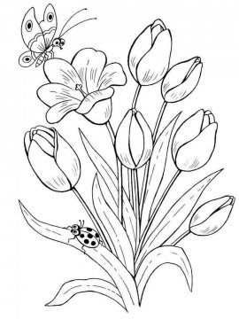 Раскраска Тюльпан 37 - Бесплатно распечатать