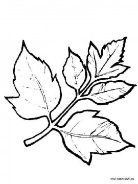 Раскраска Листья Деревьев 29 - Бесплатно распечатать
