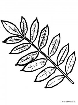 Раскраска Листья Деревьев 30 - Бесплатно распечатать