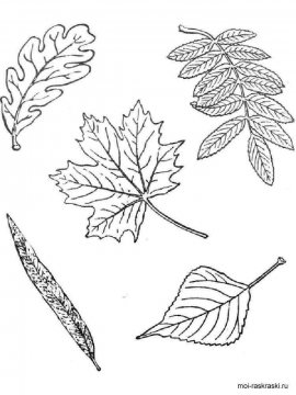 Раскраска Листья Деревьев 31 - Бесплатно распечатать