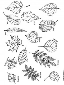 Раскраска Листья Деревьев 32 - Бесплатно распечатать